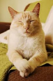 meditating cat